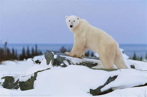 Alaska Wildlife photo gallery | Polar bear facts, Polar bear, Baby polar bears