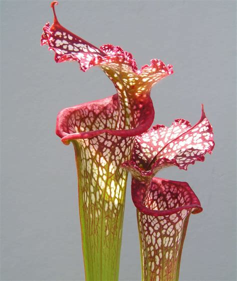 North American Pitcher Plant (Sarracenia) - Carnivorous Plant Resource