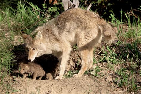 Coyote Pictures, Coyote With Pups, Eastern Coyote, Wild Animal Photos ...