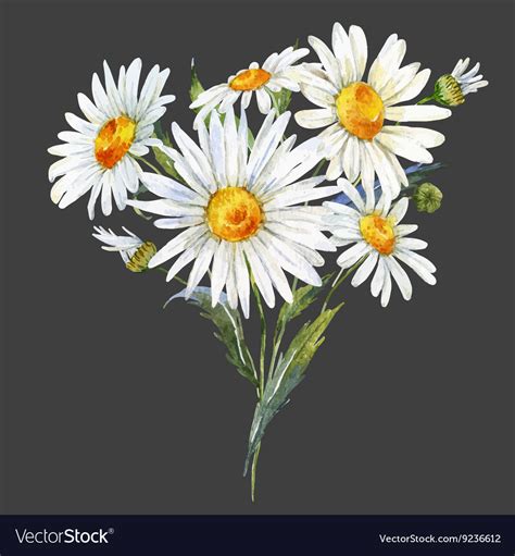 Watercolor daisy bouquet Royalty Free Vector Image