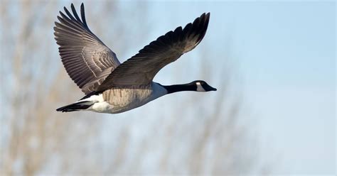 Canada Goose Migration: A Complete Guide | Birdfact