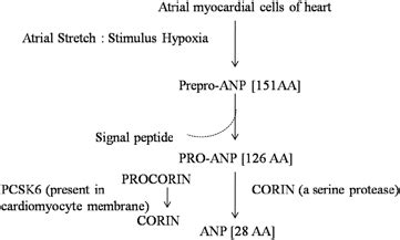 Synthesis of atrial natriuretic peptide | Download Scientific Diagram