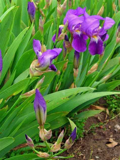 Iris x germanica (Bearded Iris, Common Flag, German Iris, Rhizomatous ...