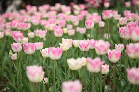 Free Images : petal, tulip, spring, green, beautiful, pink flower, flowering plant, sea of ...