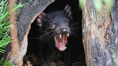 New Hope for Tasmanian Devils in Fight Against Contagious Cancer - The ...