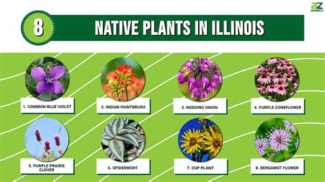 8 Native Plants in Illinois - A-Z Animals