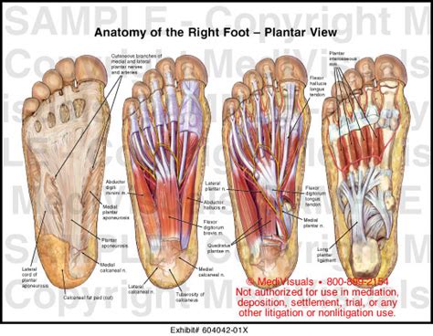 Anatomy of the Right Foot - Plantar View Medical Illustration