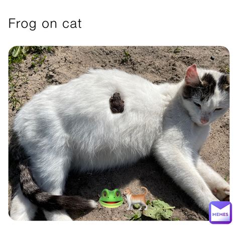 Frog on cat 🐸🐈 | @Ch3rry1 | Memes