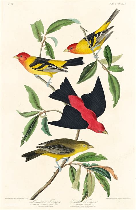 Louisiana Tanager and Scarlet Tanager from Birds of America (1827) by ...