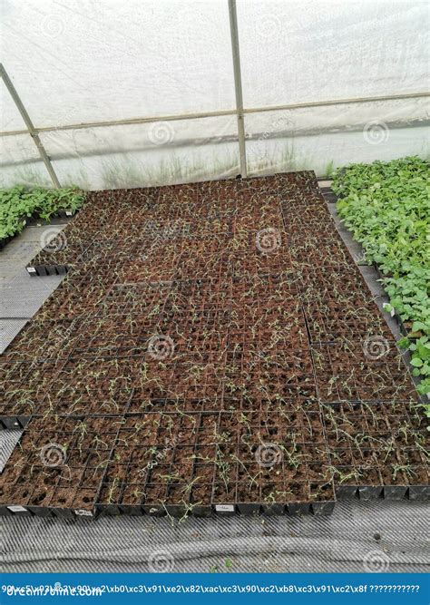 Containers with Potato Seedlings Stock Photo - Image of flooring ...