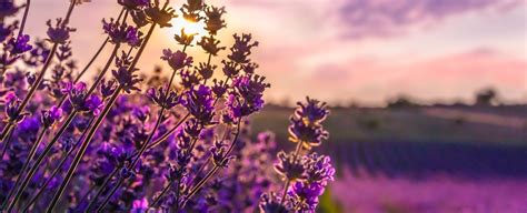 Here's What You Need to Know About Maui's Lavender Farm