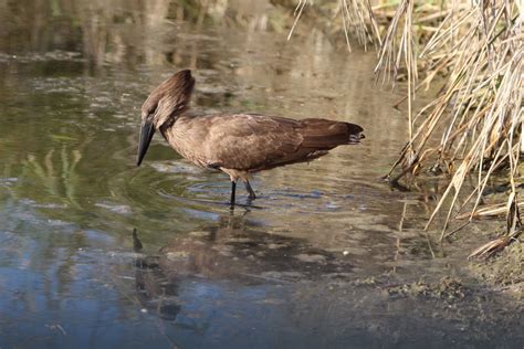 Hammerkop. (With images) | Birds, Wild birds, Animals