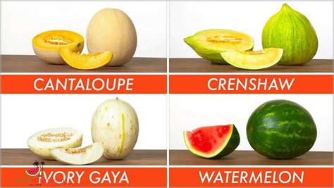 Unleash the Juicy Battle - Muskmelon vs Cantaloupe vs Honeydew - Which Melon Reigns Supreme ...