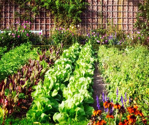 Urban Agriculture – SCCC