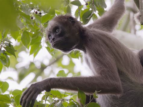 Tropical Rainforest Spider Monkeys