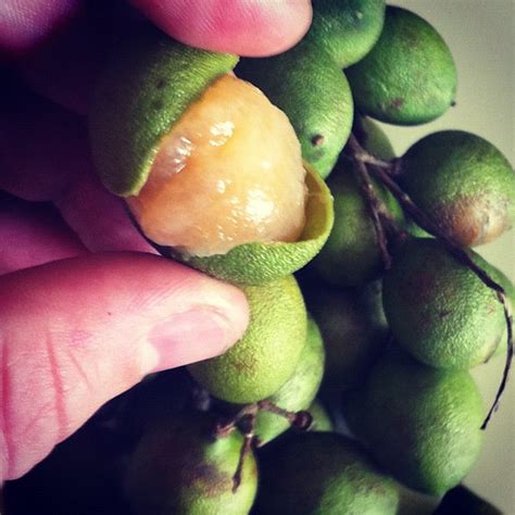 Canepa fruit.... Taste like tropical lychee fruit. | Flickr