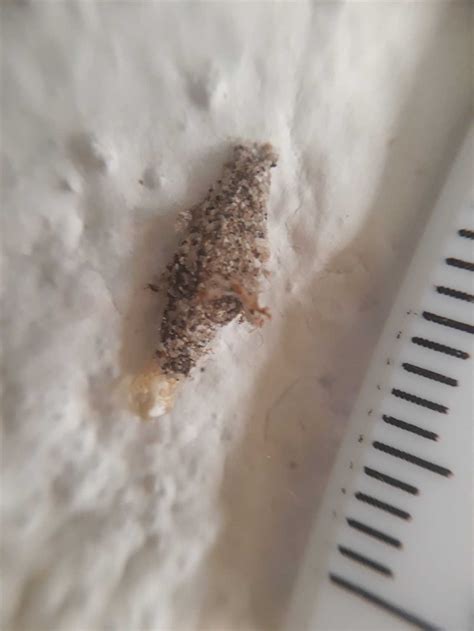 Plaster Bagworm Identification, Habits, And Control Methods - Your Complete Guide - [Updated ...