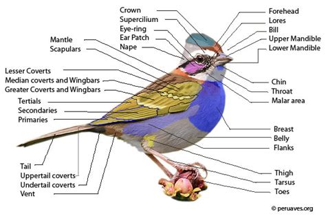 Partes De Un Pajaro - SEO POSITIVO