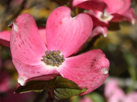 Dogwood, Pink Flowering - Campbell's Nursery