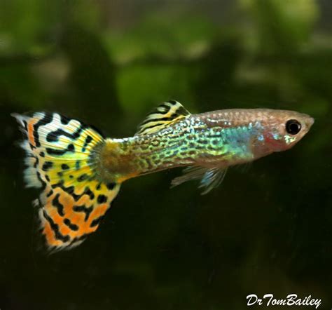 Premium MALE Green Variegated Fancy Guppy, on Sale