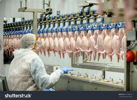 Chicken Factory Line Stock Photo 511260613 | Shutterstock