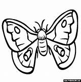 Moth Coloring Page  Free Online sketch template