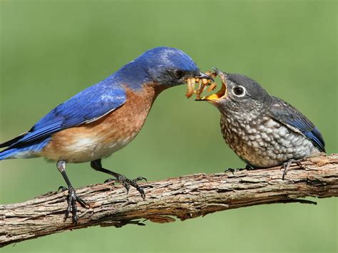 Eastern Bluebird Nesting (Behavior, Eggs, Location + FAQs) | Birdfact