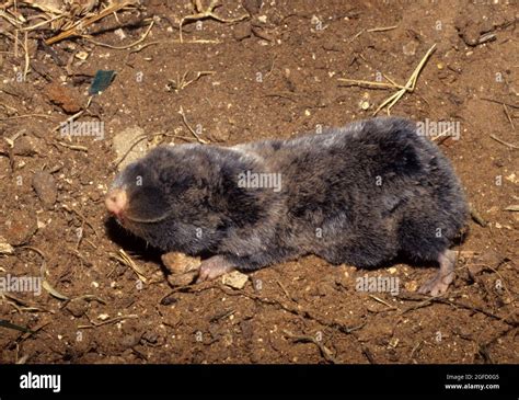 Middle East blind mole-rat Stock Photo - Alamy