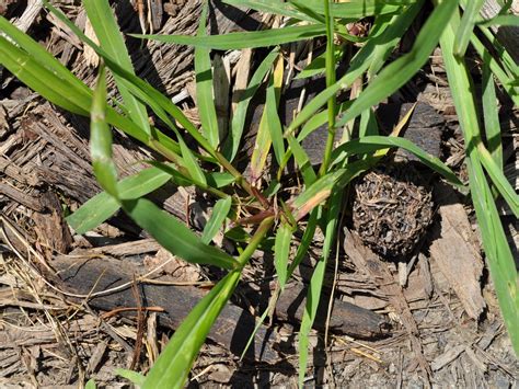 Large Crabgrass | College of Agriculture, Forestry and Life Sciences | Clemson University, South ...