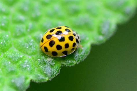 11 Yellow Ladybug Meaning: Sign of Bad Omen?