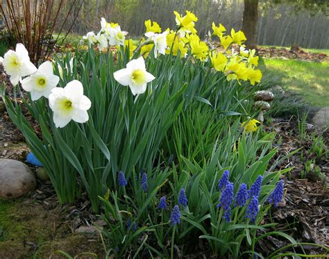 Seasonal Spring Flowers For The Garden