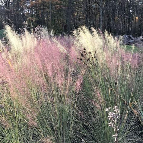 Muhlenbergia ‘White Cloud’ (Muhly Grass) - Cavano's Perennials