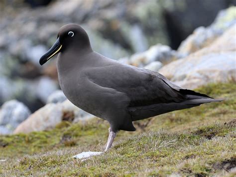 Sooty Albatross - eBird