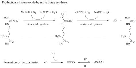 Chemical reactions leading to formation of nitric oxide by catalysis of... | Download Scientific ...