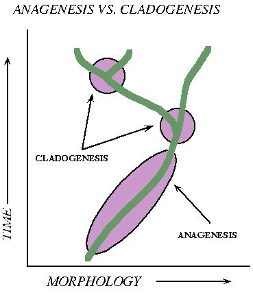 Anagenesis vs. Cladogenesis