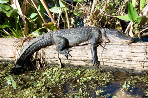 Could Alligators Survive In The Sewers Of New York City? | Alligator, Sewer, Sewer system