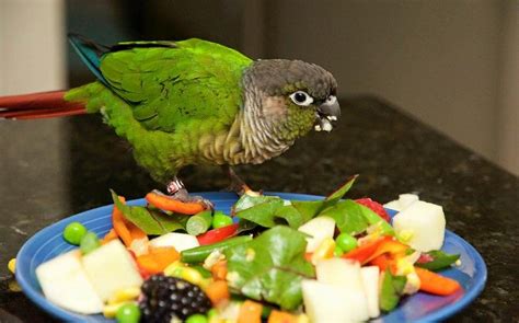 What Fruits and Vegetables can Conures Eat? - Clever Pet Owners