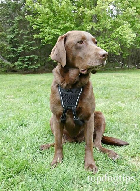 Halti No-Pull Dog Harness and Training Lead Review