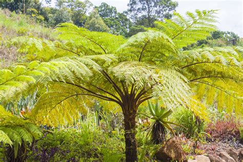 Australian Tree Fern Illnesses