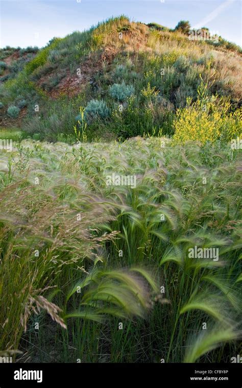 Prairie grasses, Alberta Stock Photo - Alamy