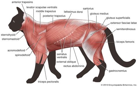 Serratus muscle | anatomy | Britannica