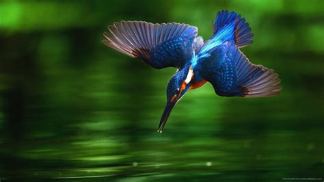 stunning | Birds wallpaper hd, Kingfisher bird, Kingfisher