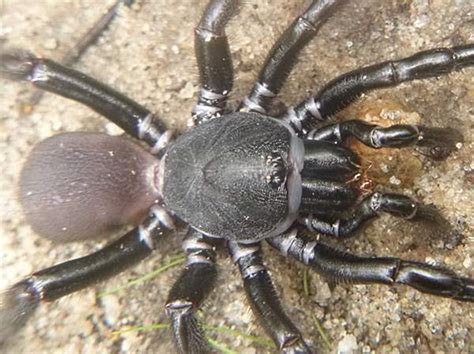 What type spiders are these | DIY Home Improvement Forum