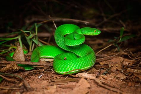 White-lipped pit viper (Trimeresurus albolabris)