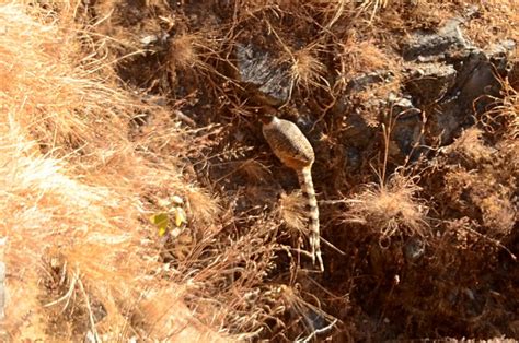 Cheer Pheasant bird photo call and song/ Catreus wallichii (Lophophorus (phasianus) wallichii)