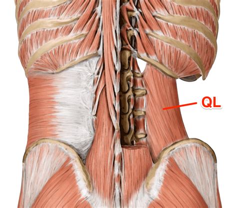 Quadratus Lumborum (QL) - Anatomy of the Muscle for Yoga