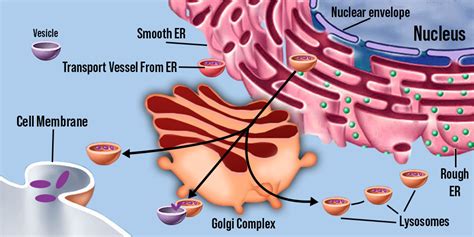 Endomembrane System - Overview, Structure, and Functions - GeeksforGeeks