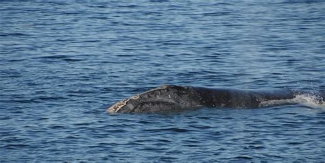 More than just a number: Why endangered North Atlantic right whales are given a moniker | CBC News