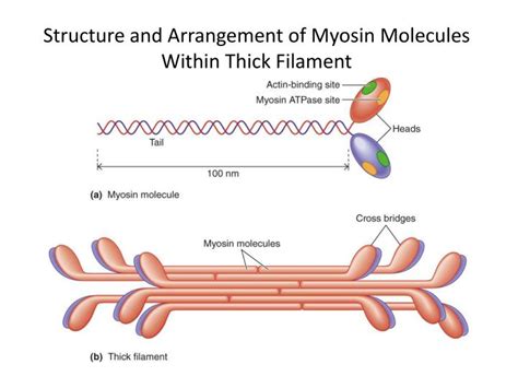 PPT - Molecular Basis of Skeletal Muscle Contraction PowerPoint Presentation - ID:1895036