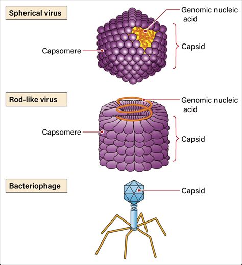 Shedding light on the role of viruses in biological evolution